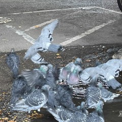 sliding home through the night