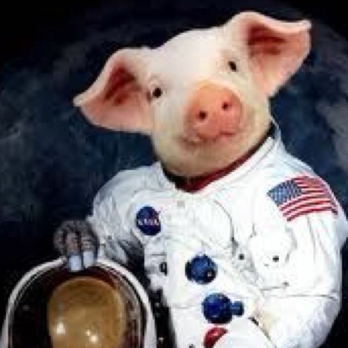 Space Pigs