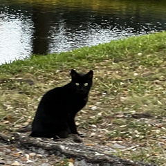 IrieEze - Detachment ft. ItzBlix {Splurcetti}