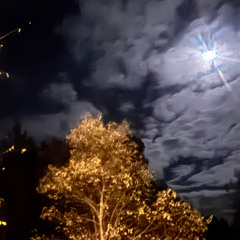 Moon Lit Maple - A Christian McIntosh