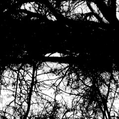 From The Ground We Came