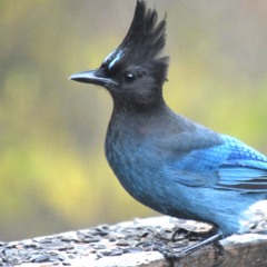 steller's jay
