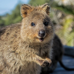 Carbonara Capivara