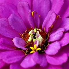 Zinnia