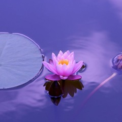 Longing For The Lotus