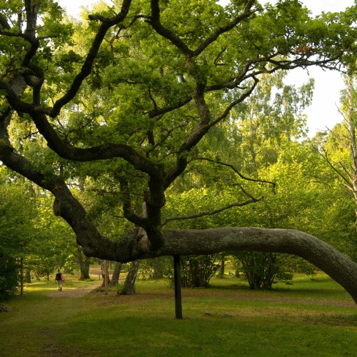 A grove of trees beside the chapel, Gotska Sandön (excerpt).