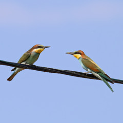 Bišu dzenis (Merops apiaster). Audio: putni.lv