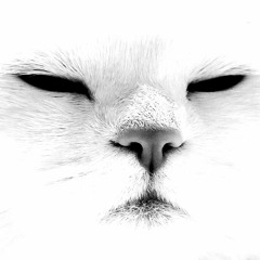 Manifo Meow Mix 🐈