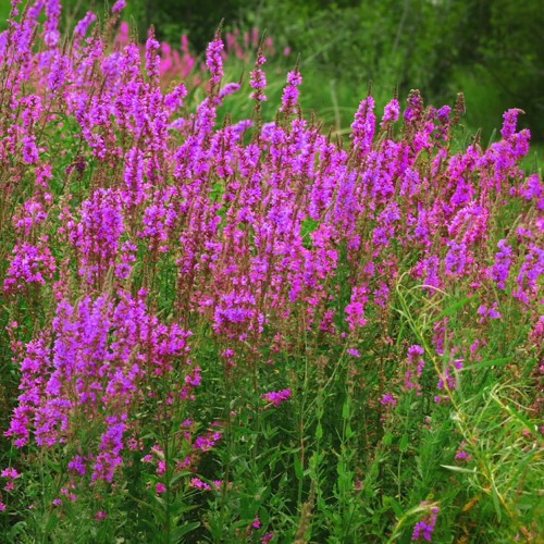 Soothing Wind Sounds For Studying, Concentration & Relaxation (75 Minutes)