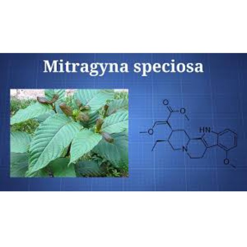 Stream Mitragyna Speciosa by Yadrichik Chaya Listen online for free