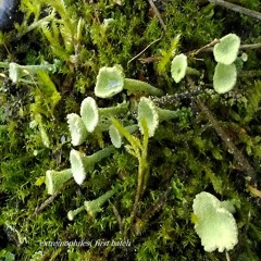 Extremophiles 5 Elven