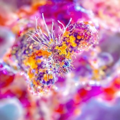 Microscopic Organism