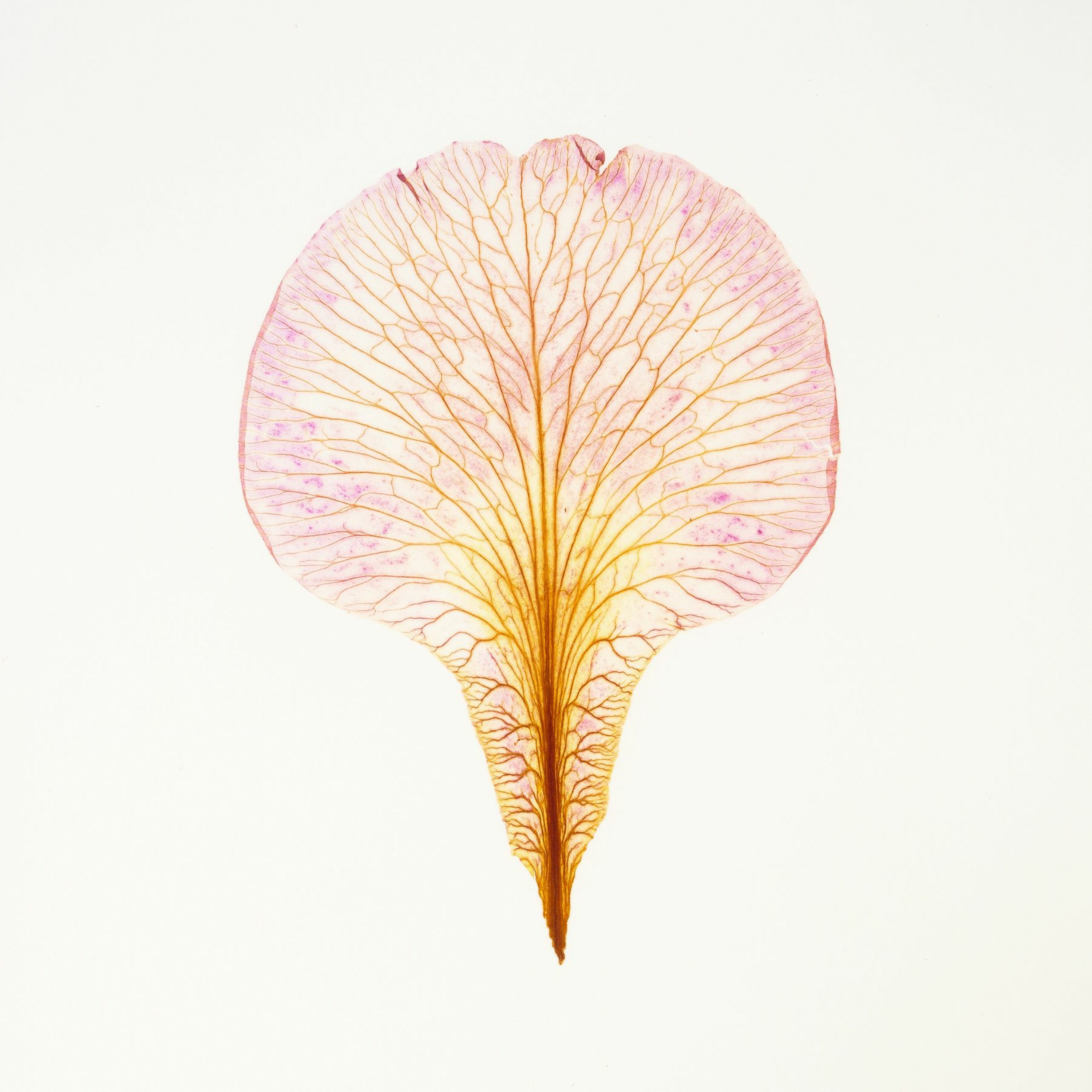 Fade Into You (i-vii), 2011 episode artwork