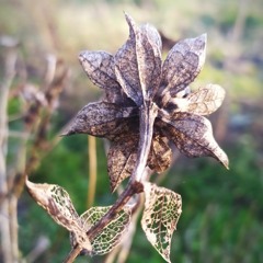 Bones with Sanjivani 2014