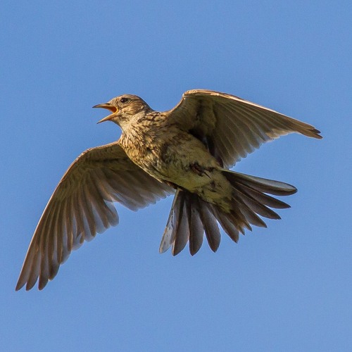 Look mummy, there's lark up in the sky