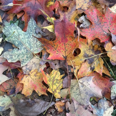 Turn over a new leaf