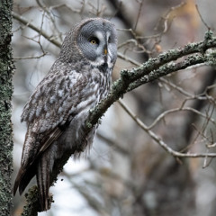 Lapland Owl hooting