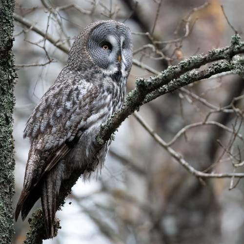 Lapland Owl hooting