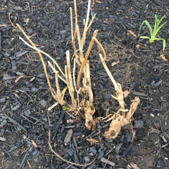 Check Levels (Center Lane Basement Boys).m4a