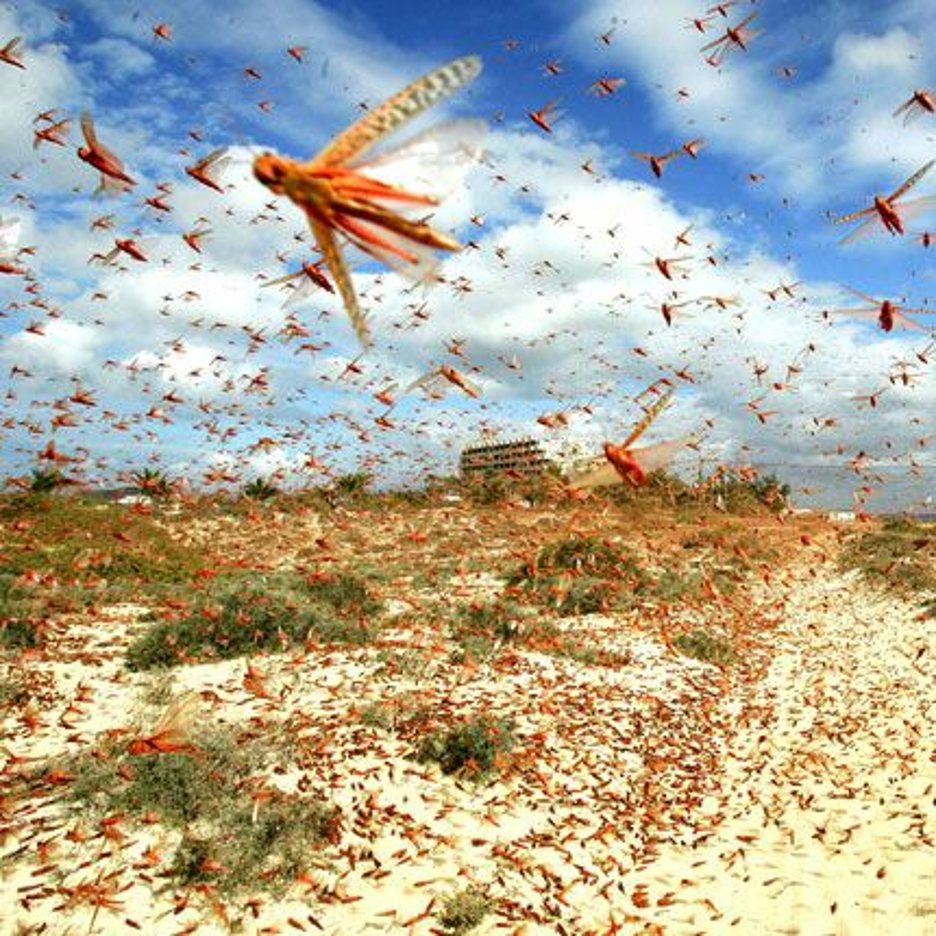 Joel 1.1 - 12 Hurricane Creek Church Of The Brethren - -The Locust Plague episode artwork