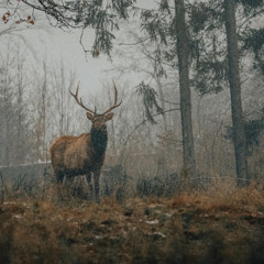 Whisper of the Silver Grove