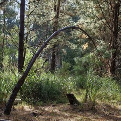 Seeking Sounds