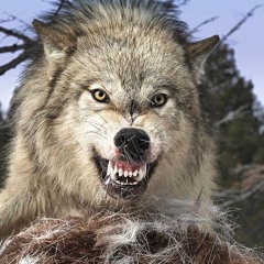 Inanimate Objects (RAW)