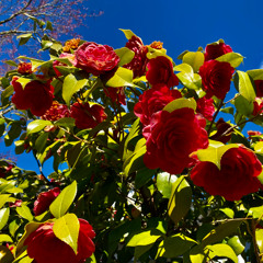 Love Letters for Palestine _ Bside Radio - LADYLUCKI