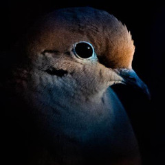 The Mourning Dove