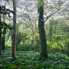 Deep In The Jungle