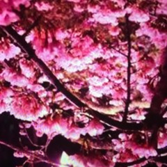 Sakura fantasy