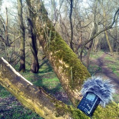 Ptaki i Syreny (Kowalik, dzięcioł duży, zięby,  miasto w stanie epidemii)