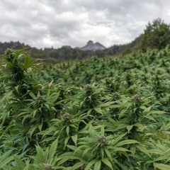 Stoned ins neue Jahr (175BPM)