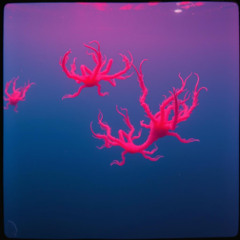Scarlet Sirens