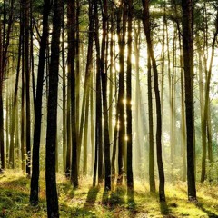 Inga Jankauskaitė - Šokiai