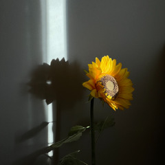 helianthus