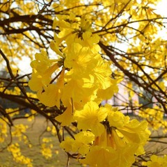 Flower Waltz, Op.9 no.4, Golden Trumpet