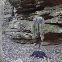 Lyrebird in Wollemi Wilderness Gully