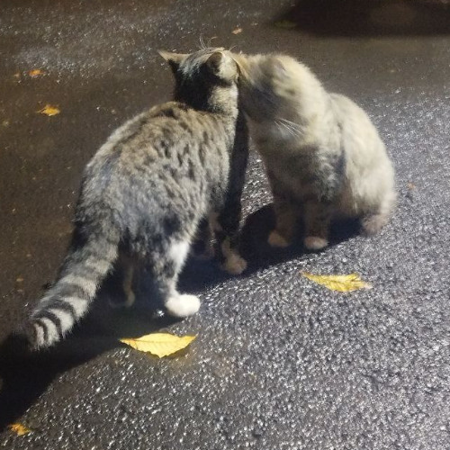 Pizdecc(more beats in my telegram channel)