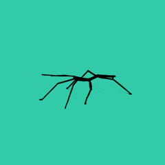stickbug