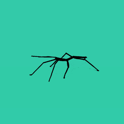 stickbug