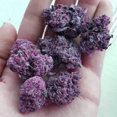peach fields - HMP