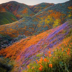 Super Bloom