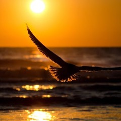 La Muerte De Un Pájaro