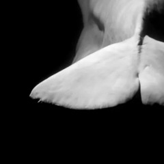 Beluga (Original Mix) | unmastered