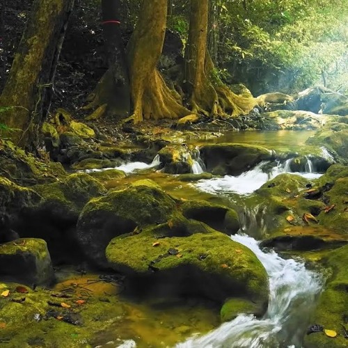 Stream Relaxing Music with Birds Singing - Beautiful Piano Music & Guitar  Music by Soothing Relaxation by Soothing Relaxation | Listen online for  free on SoundCloud