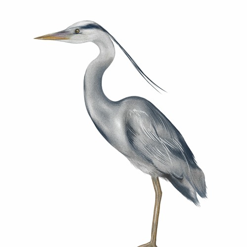 蒼鷺 Grey Heron