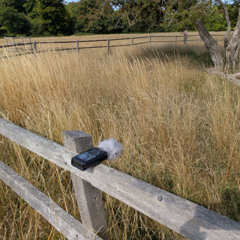 Meadow in Ashridge estate, National Trust