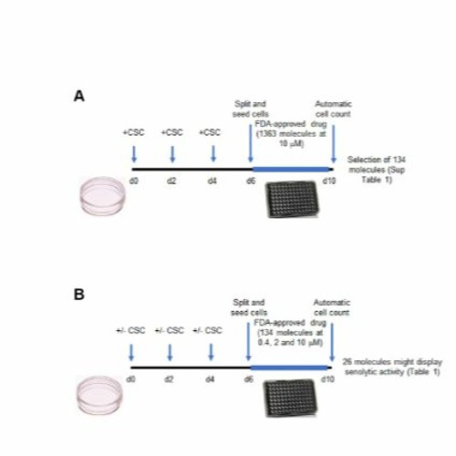 Benidipine Calcium Channel Blocker Improves Cigarette Smoke-Induced Lung Emphysema