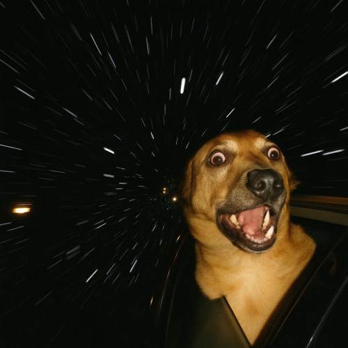 bark at the moon, softly
